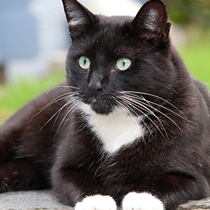Tiersitter Bielefeld - Betreuung von Kater Sneaky