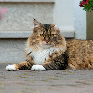 Tiersitter Bielefeld - Betreuung von Katze Puschel